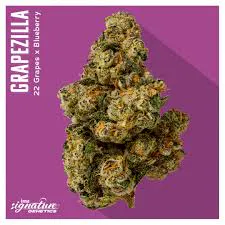INSA Grapezilla 14